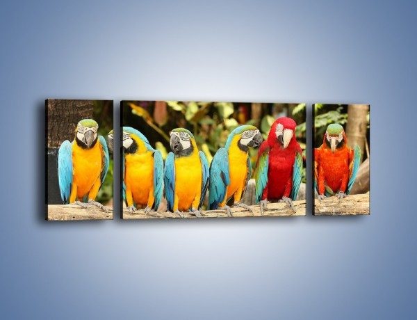Obraz na płótnie – Sześć papug czeka na siódmego – trzyczęściowy Z279W5