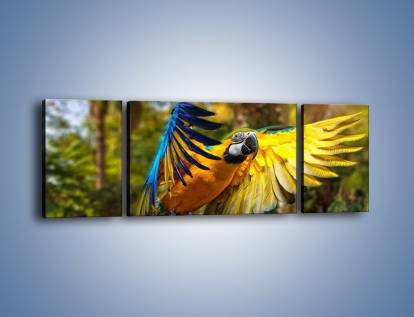 Obraz na płótnie – Rozłożone barwne skrzydła papugi – trzyczęściowy Z281W5