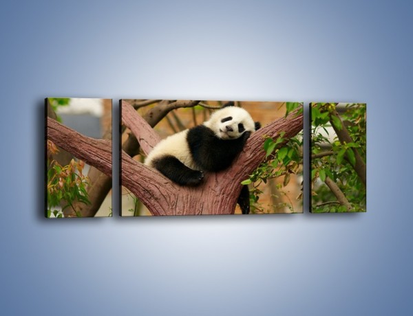 Obraz na płótnie – Sen pandy na drzewie – trzyczęściowy Z286W5