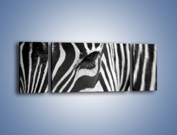 Obraz na płótnie – Zebra z bliska – trzyczęściowy Z301W5