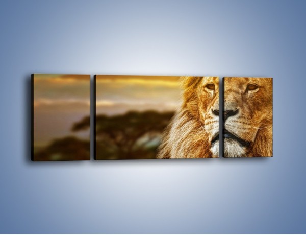 Obraz na płótnie – Dojrzały wiek lwa – trzyczęściowy Z303W5