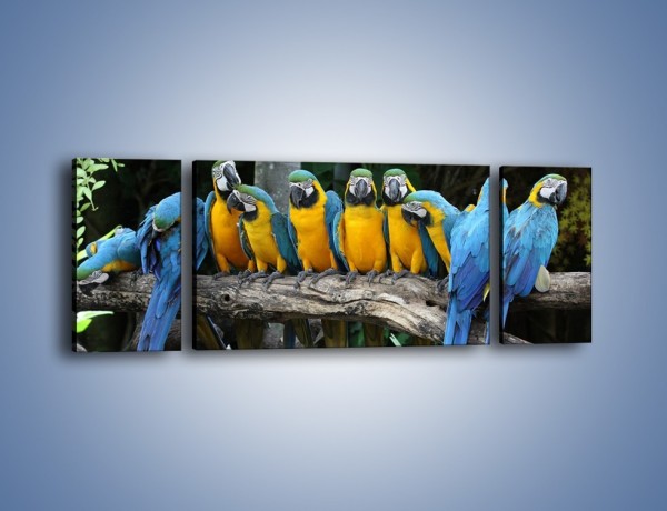 Obraz na płótnie – Narada papuziej rodziny – trzyczęściowy Z307W5
