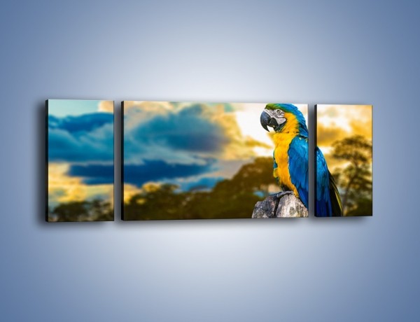 Obraz na płótnie – Odpoczynek papugi na pniu – trzyczęściowy Z313W5