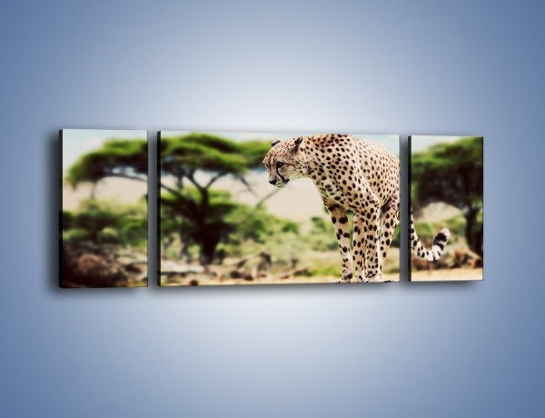 Obraz na płótnie – Cała zwinność geparda – trzyczęściowy Z315W5