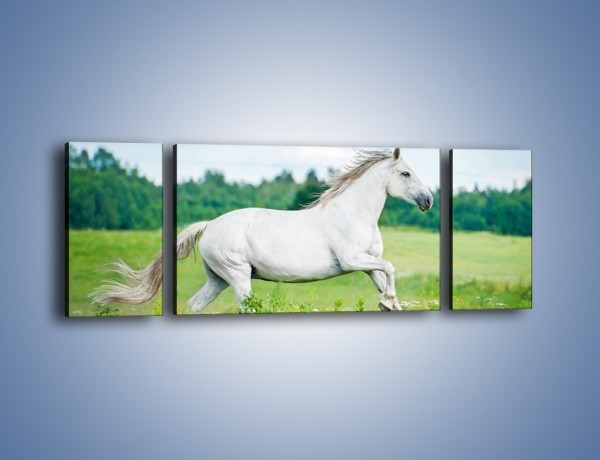 Obraz na płótnie – Biały koń i leśna polana – trzyczęściowy Z317W5