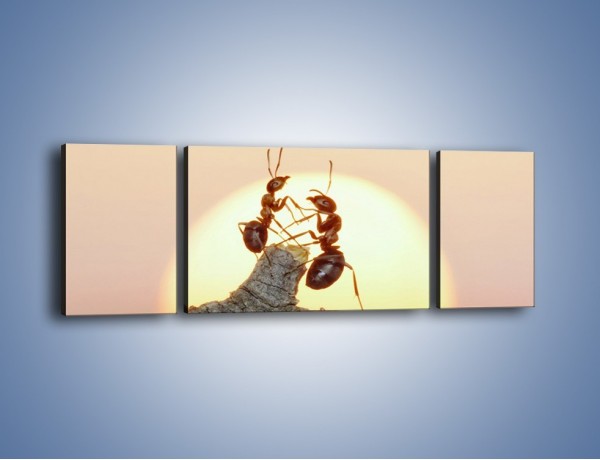 Obraz na płótnie – Mrówki w trakcie zabawy – trzyczęściowy Z319W5