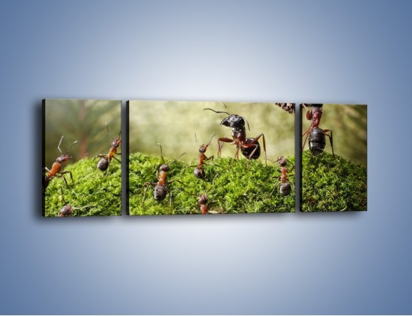Obraz na płótnie – Praca mrówek od rana do wieczora – trzyczęściowy Z321W5