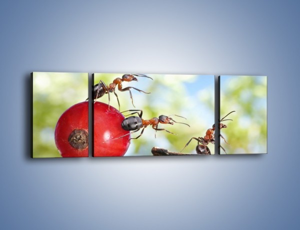 Obraz na płótnie – Mrówki i ich powóz – trzyczęściowy Z325W5