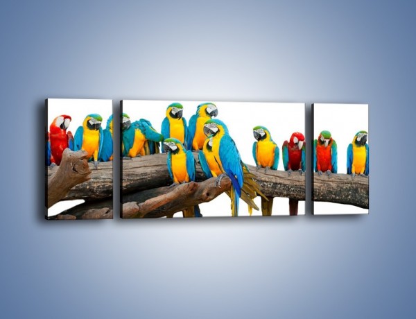 Obraz na płótnie – Kolorowe stado papug – trzyczęściowy Z326W5