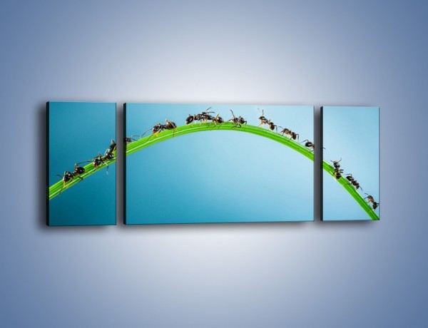 Obraz na płótnie – Mrówki na zielonym moście – trzyczęściowy Z336W5