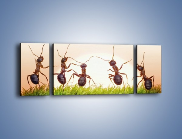 Obraz na płótnie – Taniec mrówek na trawie – trzyczęściowy Z338W5