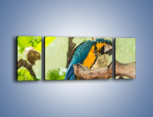 Obraz na płótnie – Zła potargana papuga – trzyczęściowy Z345W5