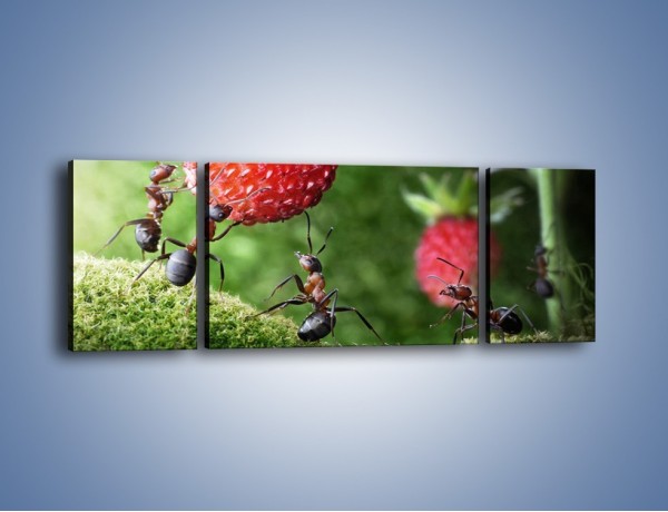 Obraz na płótnie – Mrówki i truskawka – trzyczęściowy Z347W5