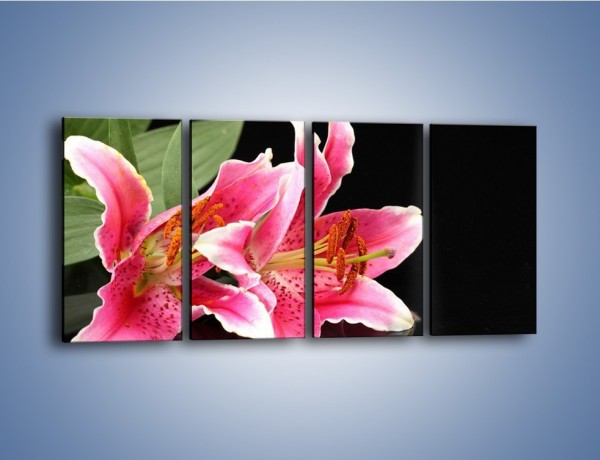 Obraz na płótnie – Rozwinięte lilie na czarnym tle – czteroczęściowy K007W1