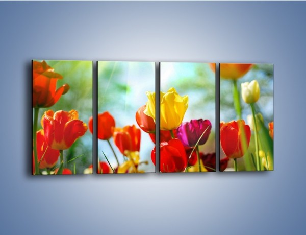 Obraz na płótnie – Pole polskich tulipanów – czteroczęściowy K011W1