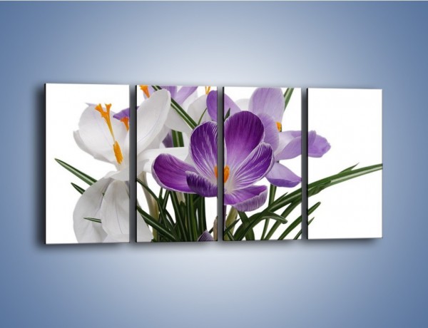 Obraz na płótnie – Biało-fioletowe krokusy – czteroczęściowy K020W1
