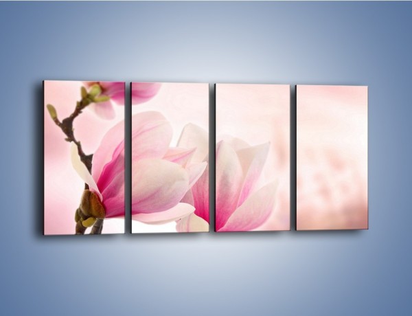 Obraz na płótnie – W pół rozwinięte biało-różowe magnolie – czteroczęściowy K033W1