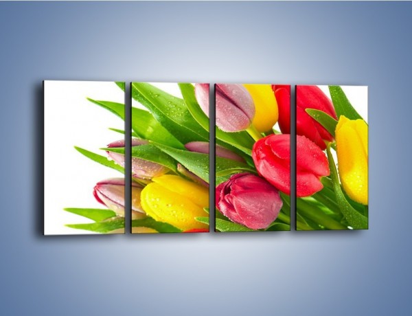 Obraz na płótnie – Kropelki wody na kolorowych tulipanach – czteroczęściowy K049W1