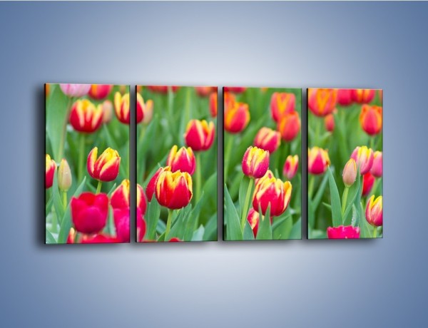 Obraz na płótnie – Spacer wśród czerwonych tulipanów – czteroczęściowy K231W1