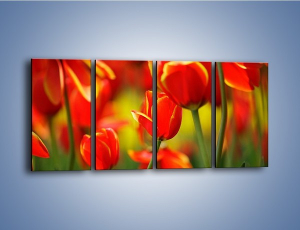 Obraz na płótnie – Wyraźny charakter tulipanów – czteroczęściowy K349W1