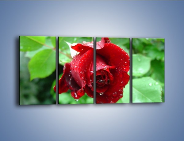 Obraz na płótnie – Zdrowa róża w ogrodzie – czteroczęściowy K875W1