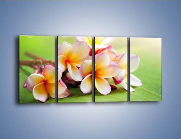 Obraz na płótnie – Nowa odmiana magnolii – czteroczęściowy K899W1