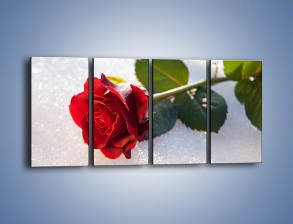 Obraz na płótnie – Gorąca róża na zmrożonej tafli – czteroczęściowy K946W1