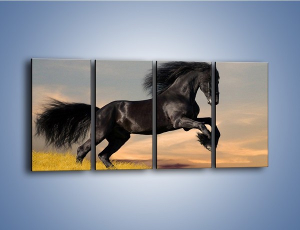 Obraz na płótnie – Czarny koń w galopie – czteroczęściowy Z008W1
