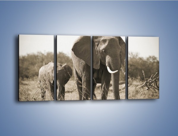 Obraz na płótnie – Wędrówki słoni przez sawannę – czteroczęściowy Z081W1
