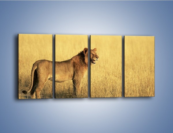 Obraz na płótnie – Czujny wzrok lwicy – czteroczęściowy Z091W1