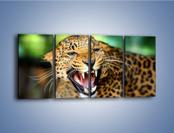 Obraz na płótnie – Jaguar z pazurem – czteroczęściowy Z184W1
