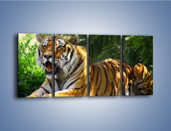 Obraz na płótnie – Cała duma tygrysa – czteroczęściowy Z199W1