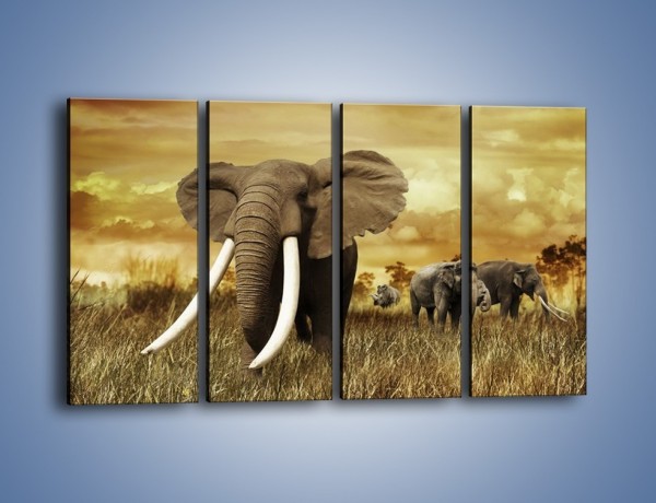 Obraz na płótnie – Drogocenne kły słonia – czteroczęściowy Z214W1