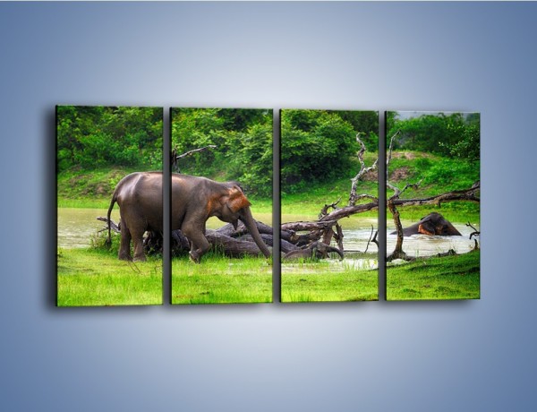 Obraz na płótnie – Kąpiel ze słoniem – czteroczęściowy Z216W1