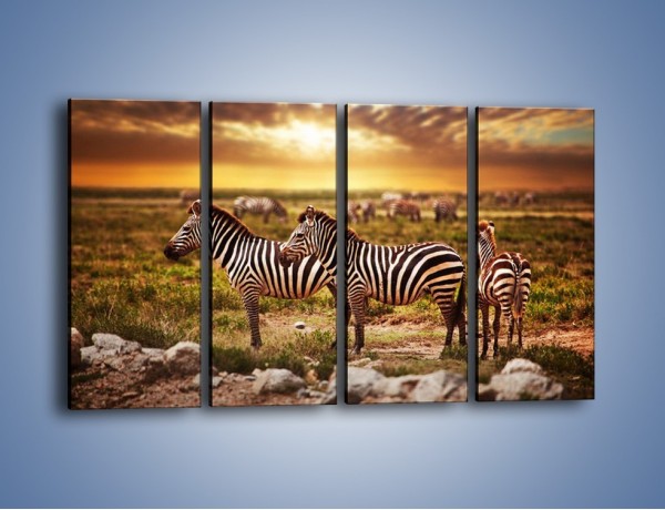 Obraz na płótnie – Zebra w dwóch kolorach – czteroczęściowy Z221W1