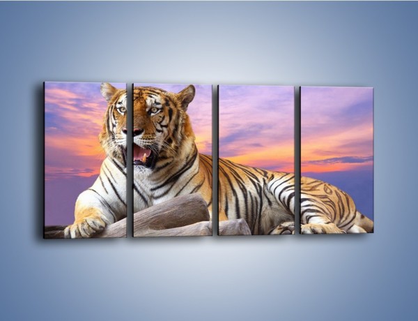 Obraz na płótnie – Tygrys o zachodzie słońca – czteroczęściowy Z246W1