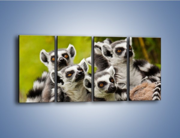 Obraz na płótnie – Wszystko wiedzące lemury – czteroczęściowy Z259W1