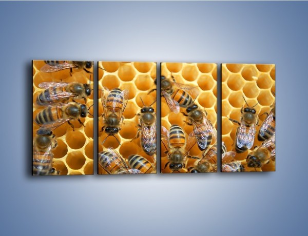 Obraz na płótnie – Pszczoły na plastrze miodu – czteroczęściowy Z265W1