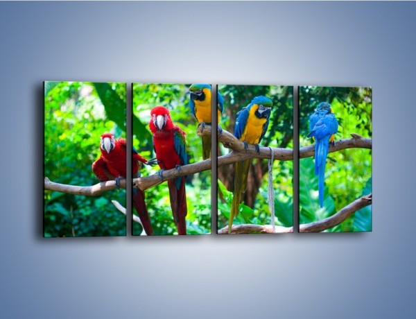 Obraz na płótnie – Obrażona koleżanka w gronie papug – czteroczęściowy Z269W1