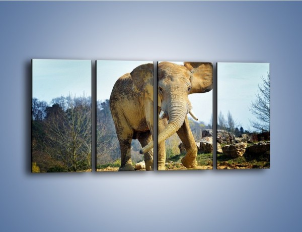 Obraz na płótnie – Ciężkie życie słonia – czteroczęściowy Z273W1
