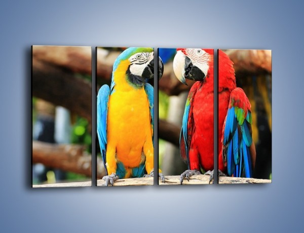 Obraz na płótnie – Ploty papuzie – czteroczęściowy Z276W1
