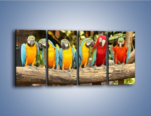 Obraz na płótnie – Sześć papug czeka na siódmego – czteroczęściowy Z279W1
