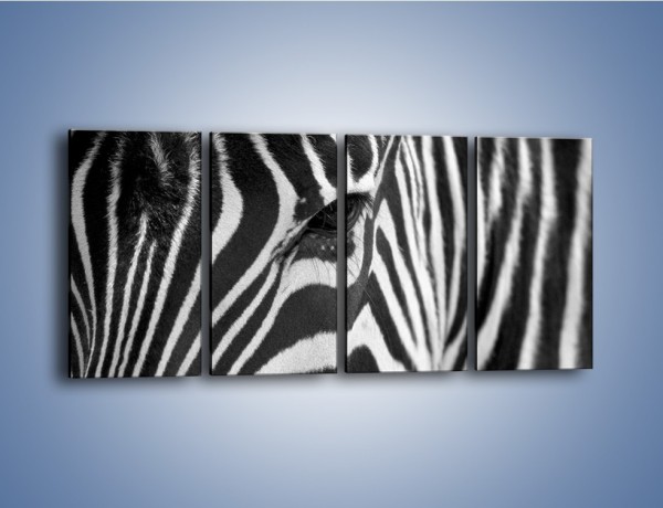 Obraz na płótnie – Zebra z bliska – czteroczęściowy Z301W1