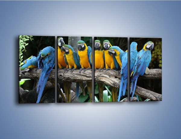 Obraz na płótnie – Narada papuziej rodziny – czteroczęściowy Z307W1