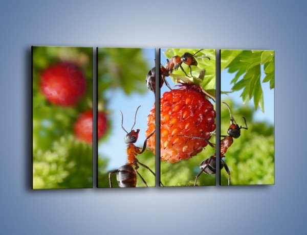 Obraz na płótnie – Mrówki i owoce – czteroczęściowy Z309W1