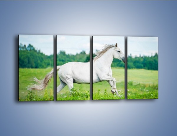 Obraz na płótnie – Biały koń i leśna polana – czteroczęściowy Z317W1