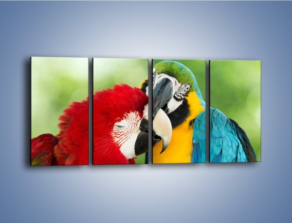 Obraz na płótnie – Miłość między papugami – czteroczęściowy Z333W1