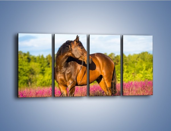 Obraz na płótnie – Koń w lawendowym polu – czteroczęściowy Z340W1