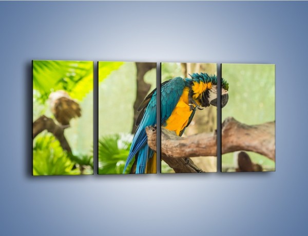 Obraz na płótnie – Zła potargana papuga – czteroczęściowy Z345W1