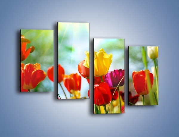Obraz na płótnie – Pole polskich tulipanów – czteroczęściowy K011W2